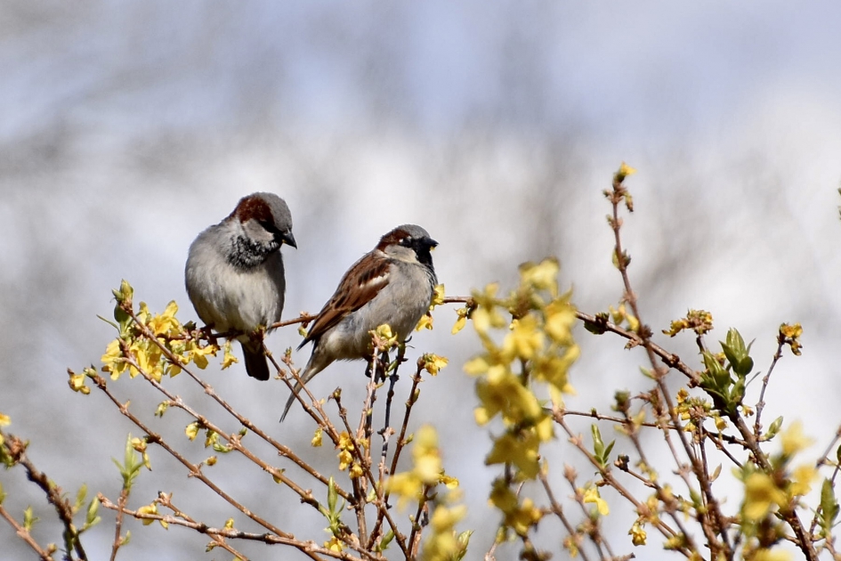 Ringmussen - Vogels - 