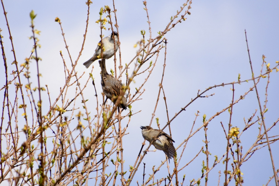 Ringmussen - Vogels - 