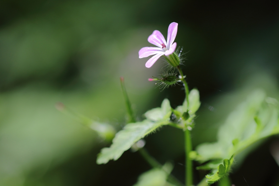 Robertskruid - Planten - Robertskruid