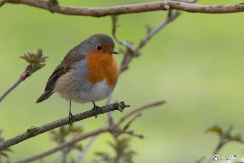 Roodborstje - Vogels - Roodborstje