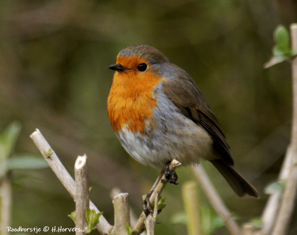 Roodborstje - Vogels - Roodborstje