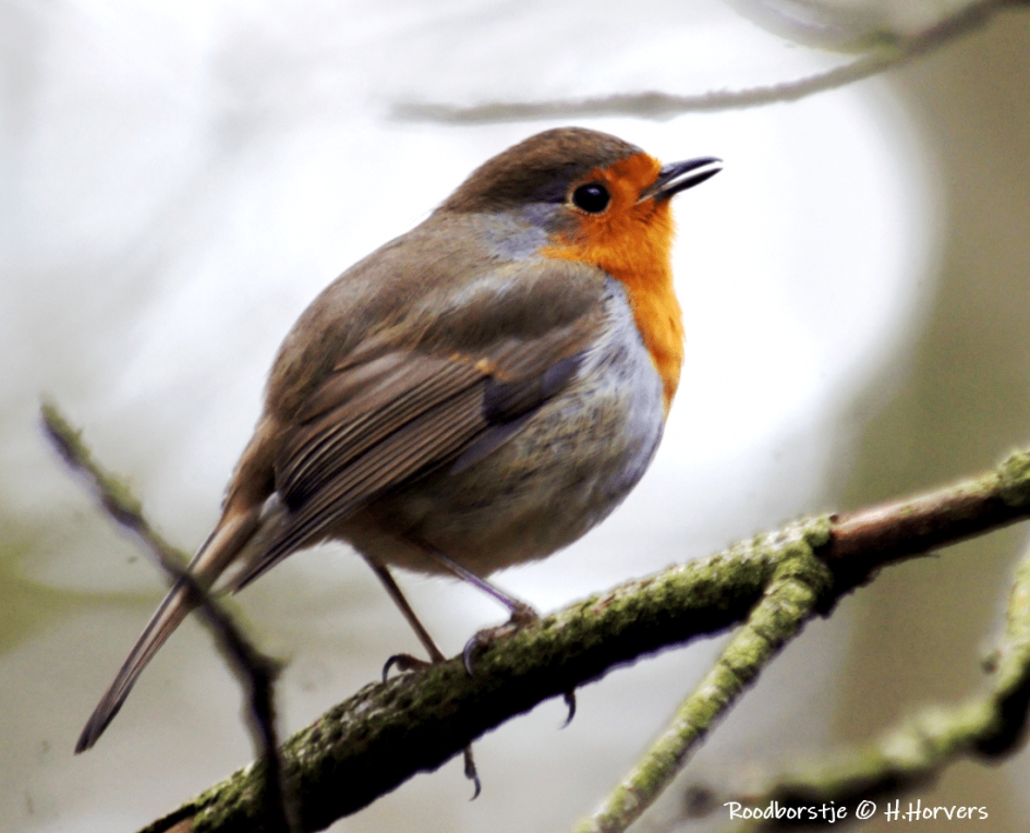 Roodborstje - Vogels - Roodborstje