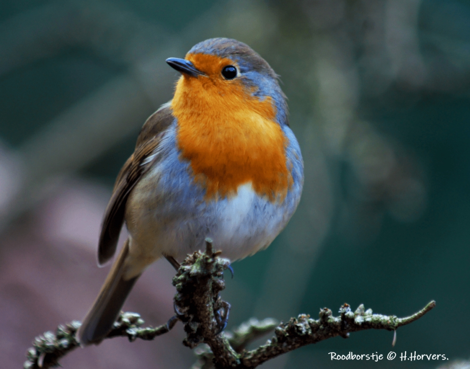 Roodborstje - Vogels - Roodborstje