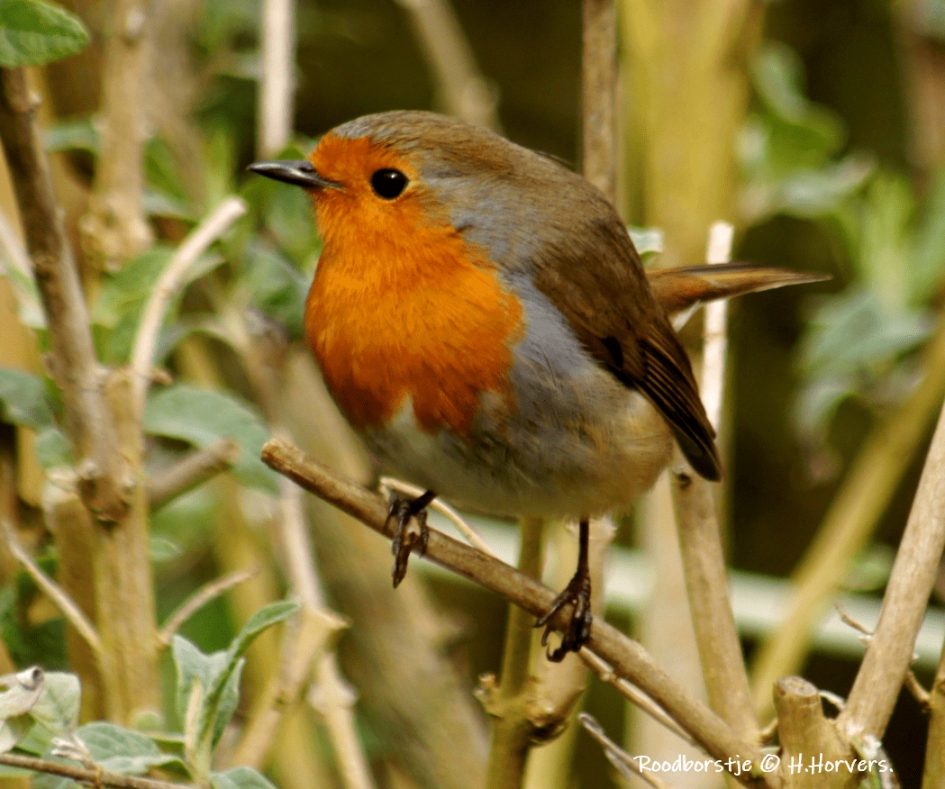 Roodborstje - Vogels - Roodborstje