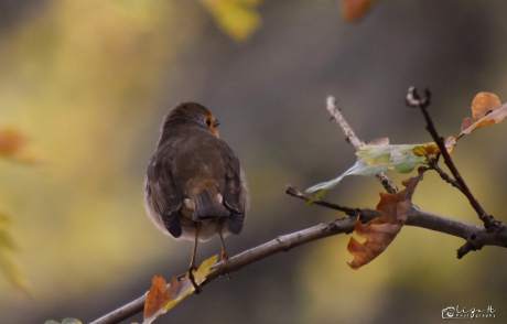 Roodborstje geniet van de natuur