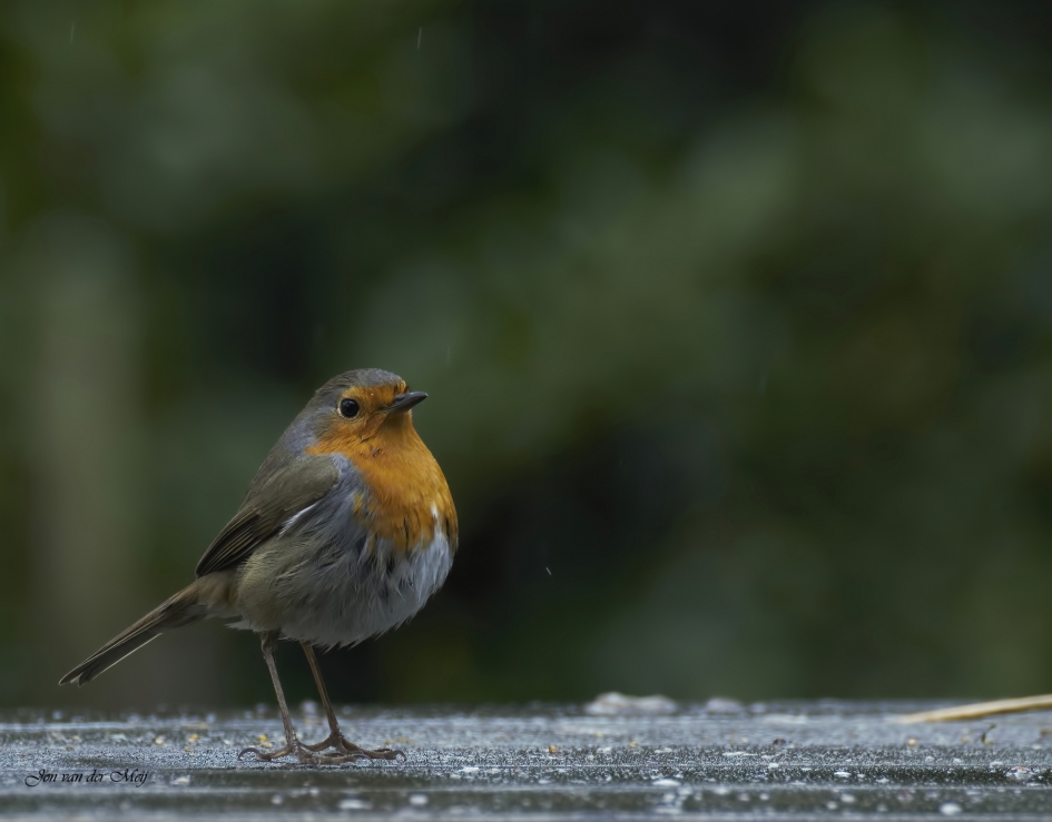 Roodborstje in de regen - Vogels - Roodborst
