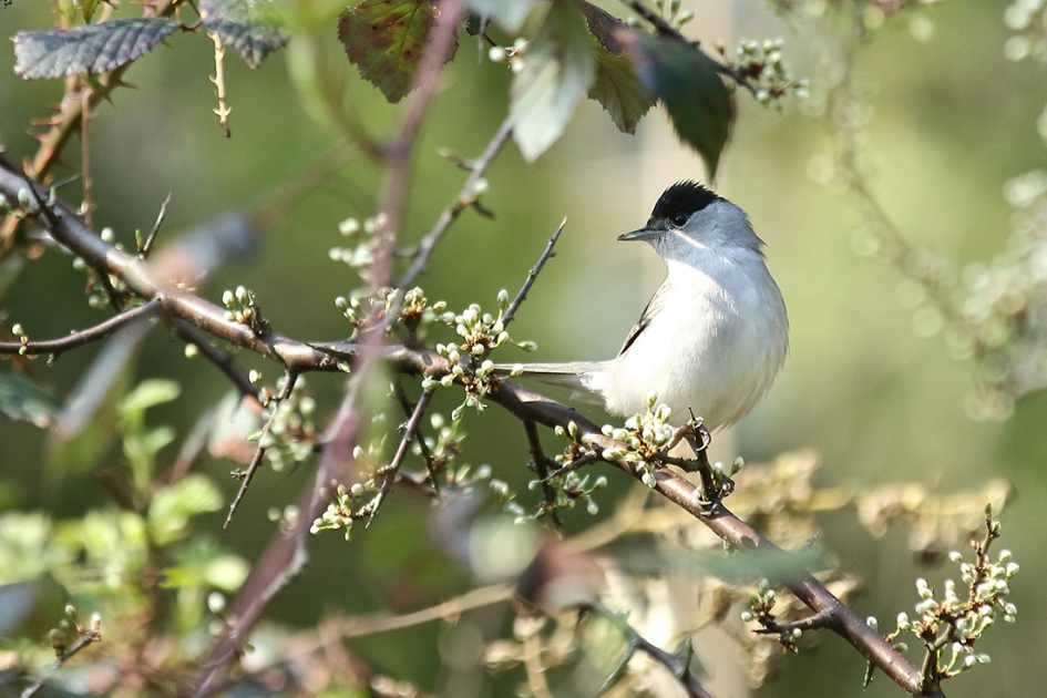 scheef aankijken - Vogels - zwartkop