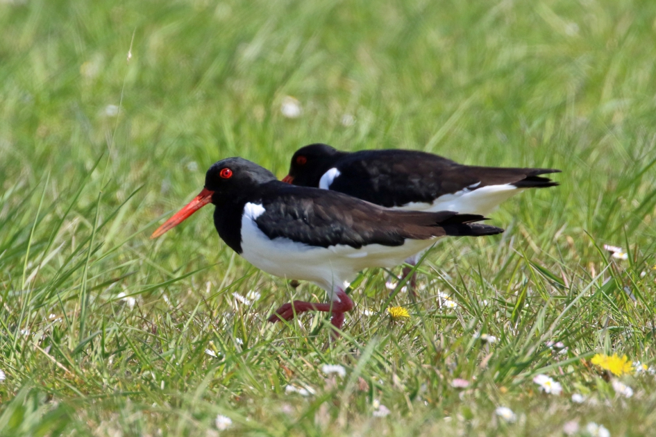 Scholeksters - Vogels - 