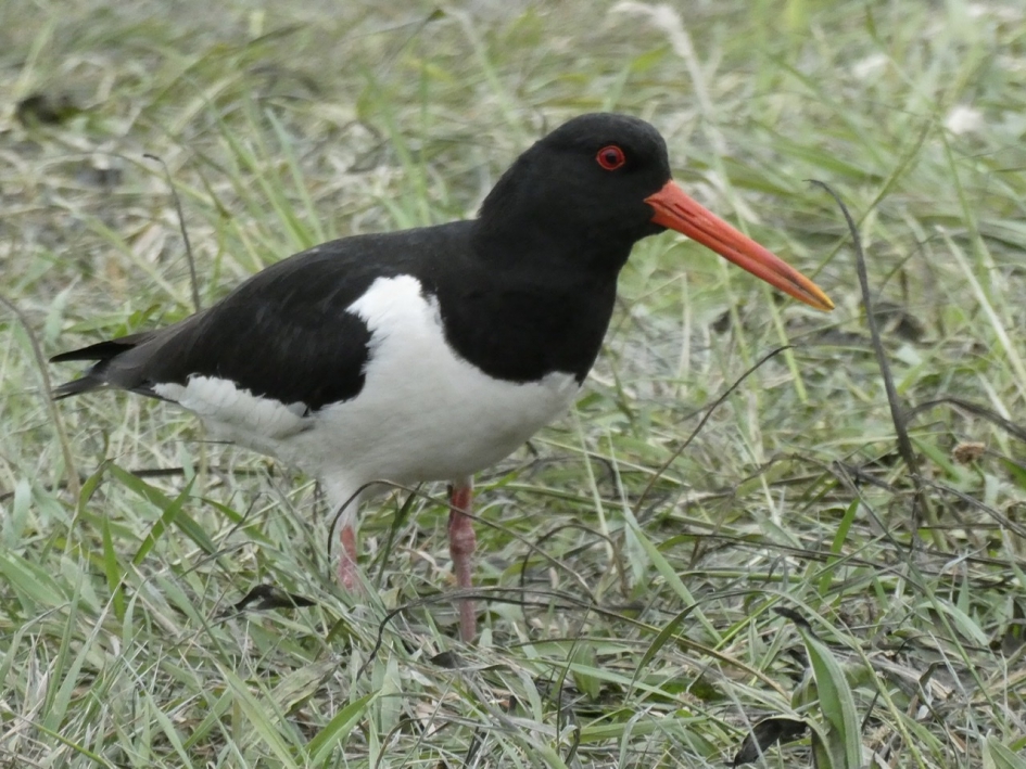 Scholekster - Vogels - 