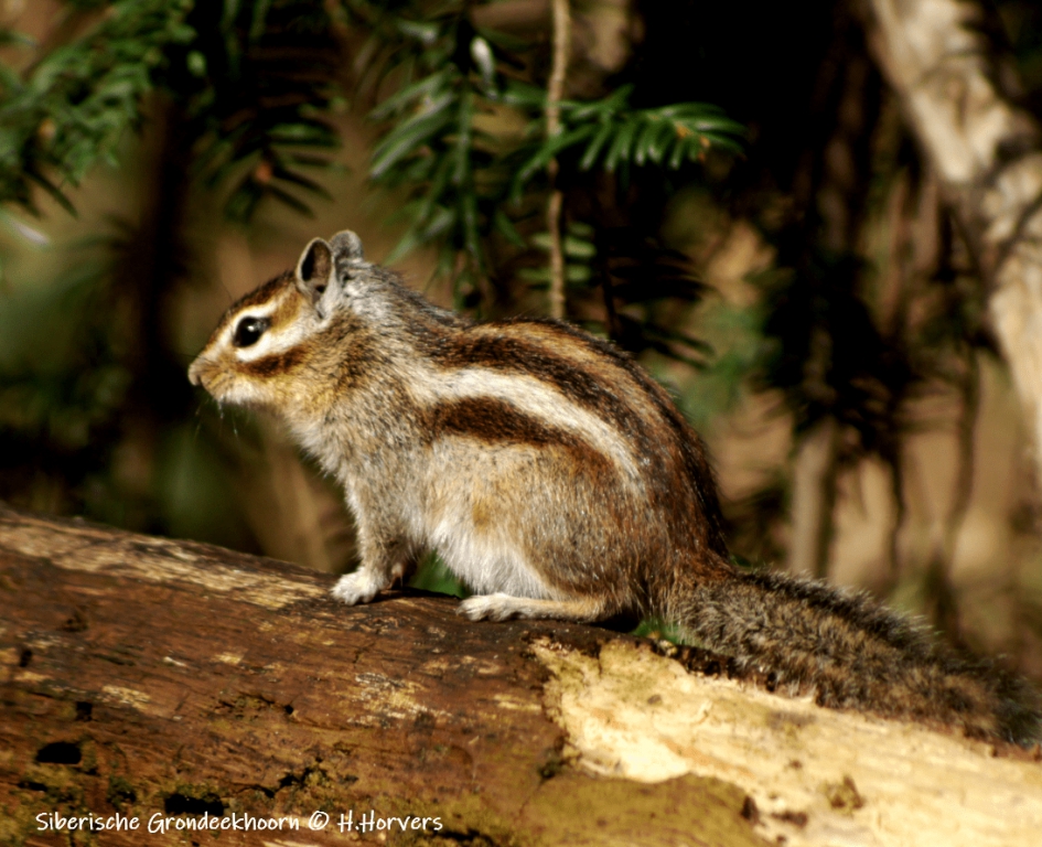 Siberische Grondeekhoorntje - Zoogdieren - Siberische Grondeekhoorntje