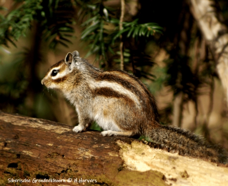 Siberische Grondeekhoorntje