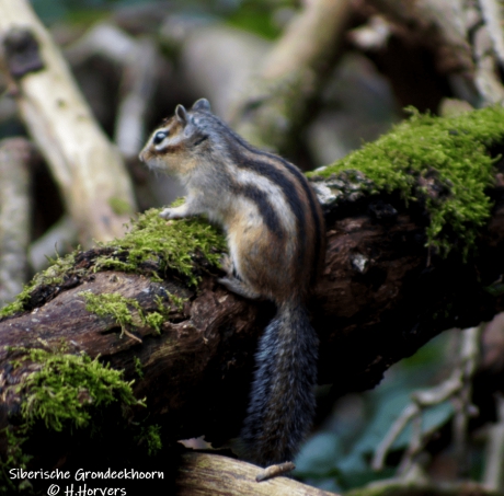 Siberische Grondeekhoorntje