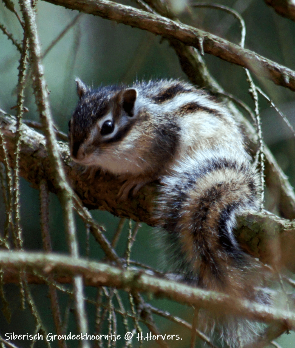 Siberische Grondeekhoorntje - Zoogdieren - Siberische Grondeekhoorntje