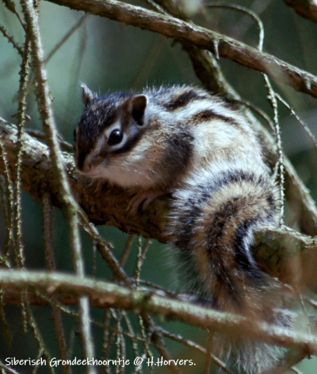 Siberische Grondeekhoorntje