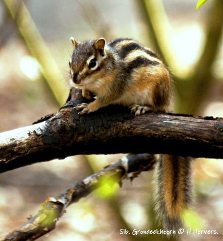 Siberische Grondeekhoorntje