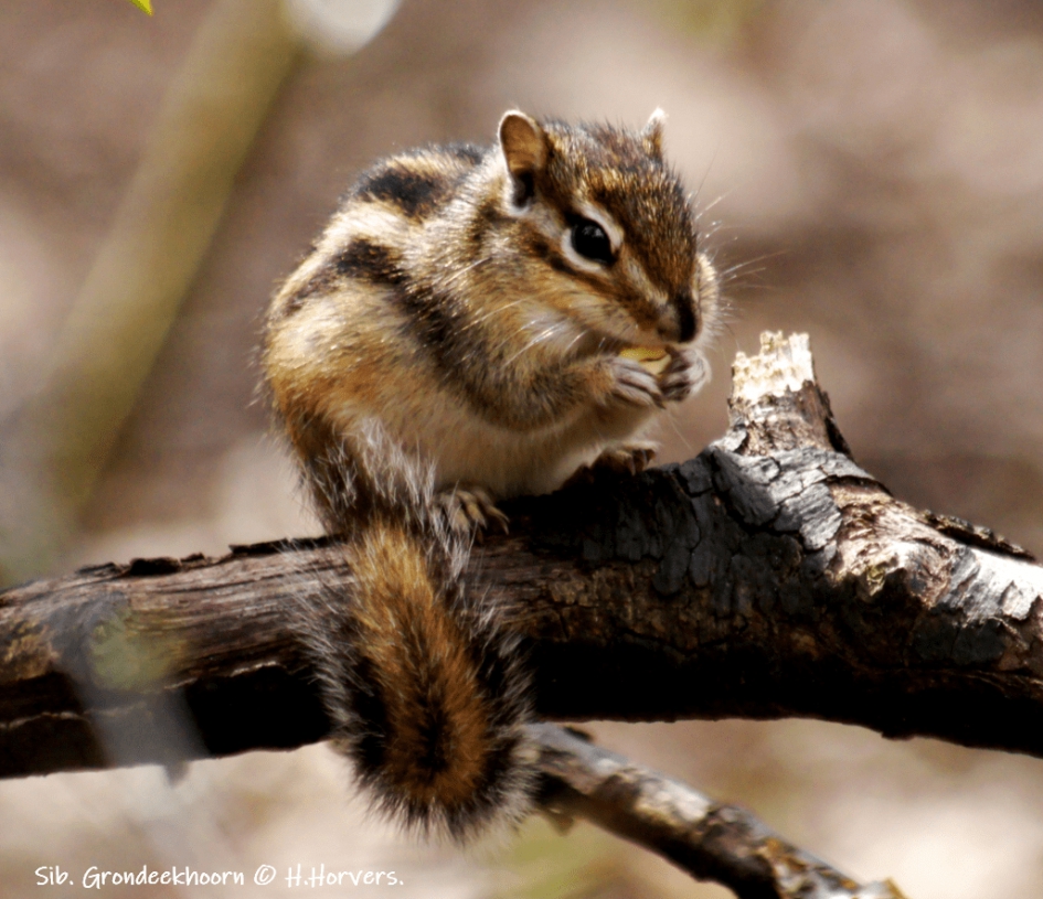 Siberische Grondeekhoorntje - Zoogdieren - Siberische Grondeekhoorntje