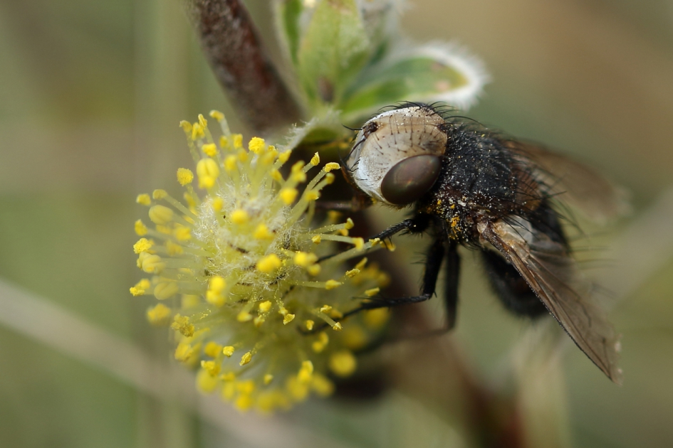 sluipvlieg - Geleedpotigen - sluipvlieg
