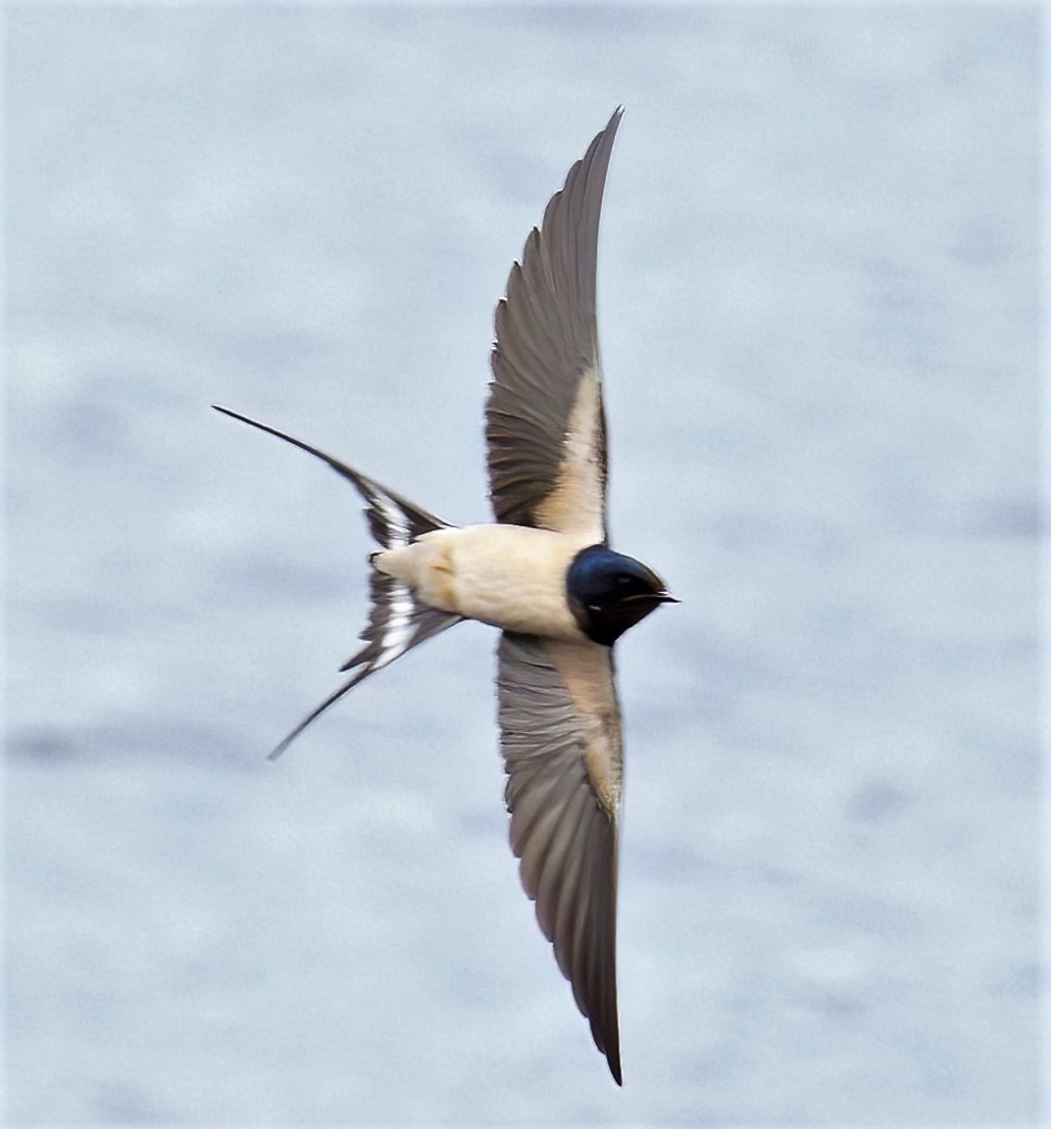 Snelle Jelle - Vogels - Boeren Zwaluw