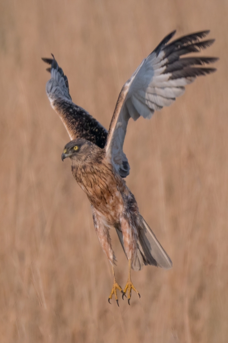 Spanlengte