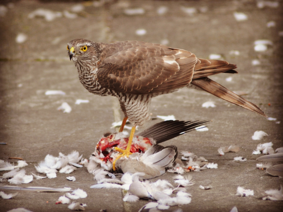 Sperwer eet duif als paasdiner - Vogels - Sperwer