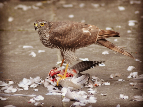 Sperwer eet duif als paasdiner