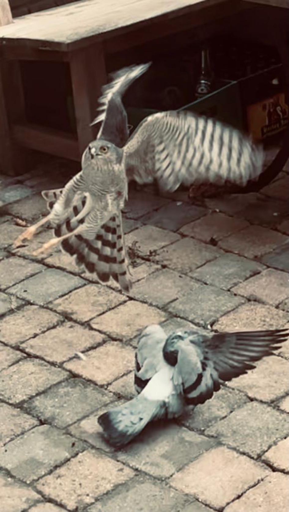 Sperwer slaat duif. - Vogels - Sperwer