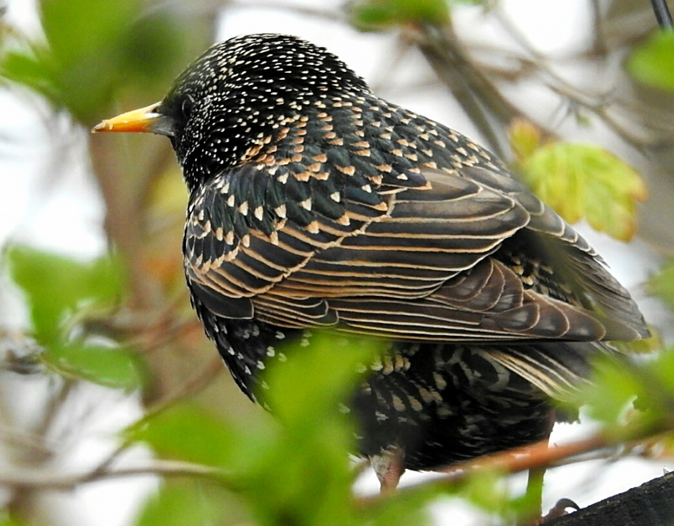 Spreeuw - Vogels - spreeuw