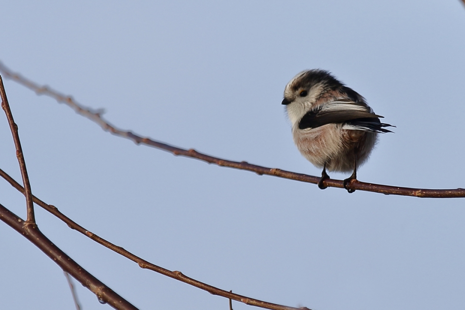 staartmees - Vogels - staartmees