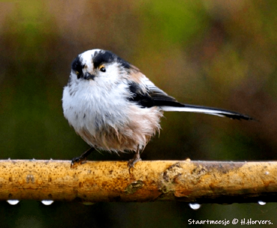 Staartmeesje - Vogels - Staartmeesje
