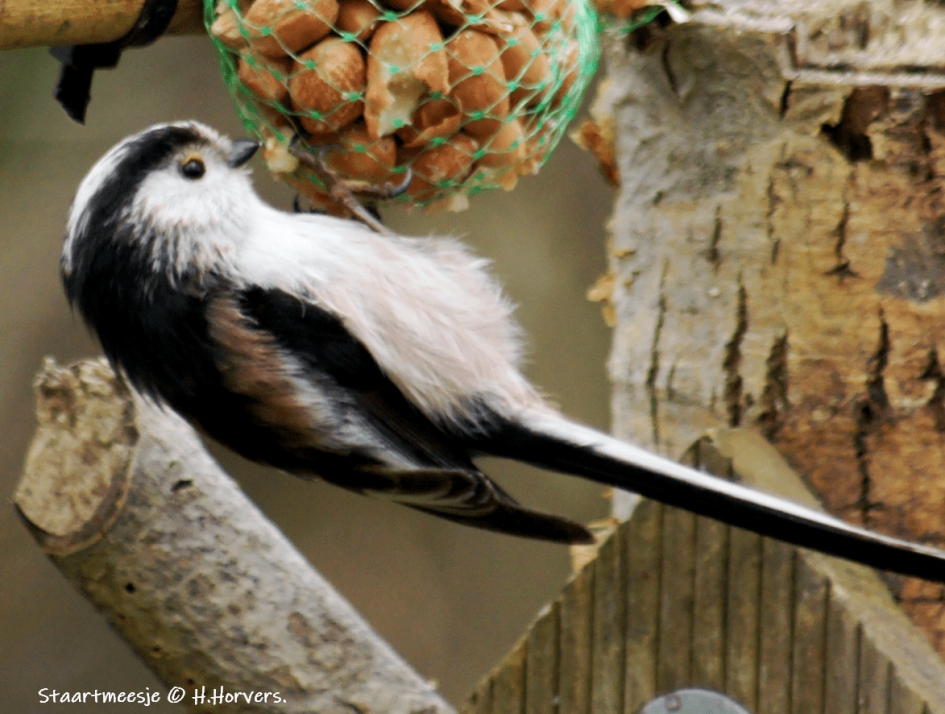 Staartmeesje - Vogels - Staartmeesje