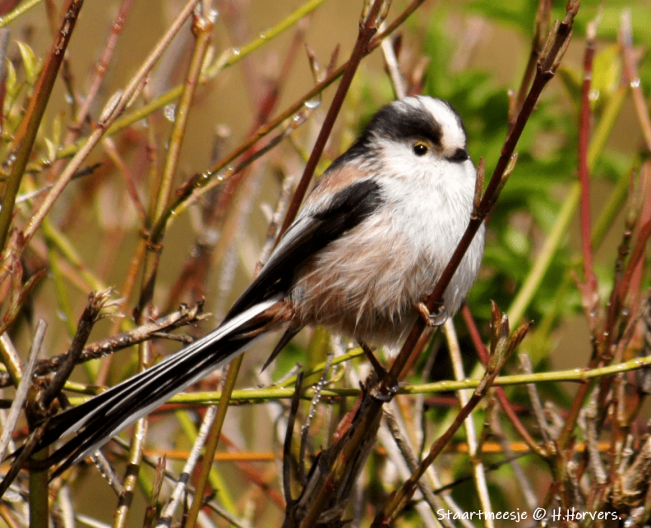Staartmeesje - Vogels - Staartmeesje