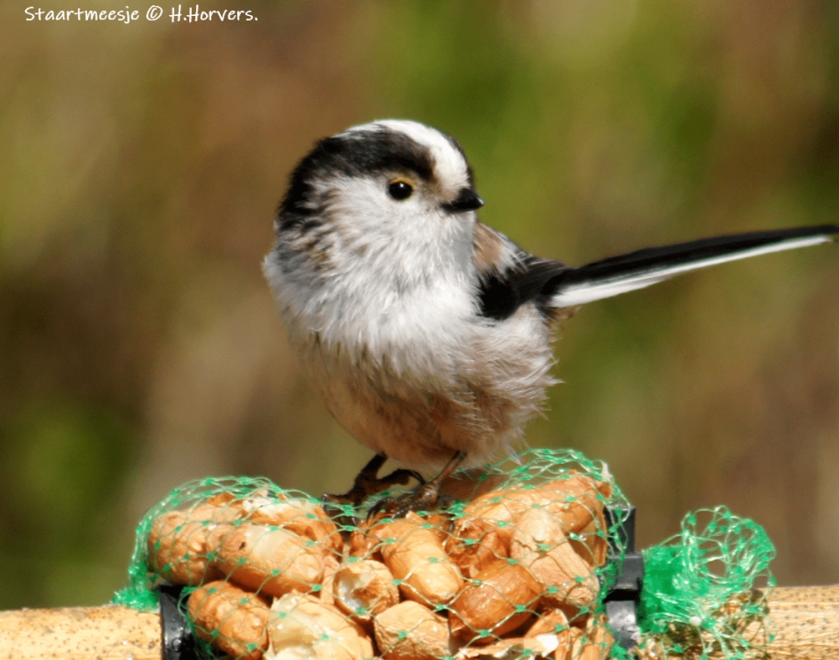 Staartmeesje - Vogels - Staartmeesje
