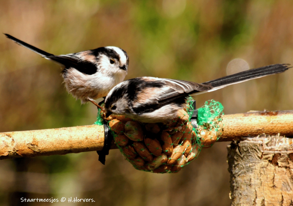 Staartmeesjes - Vogels - Staartmeesjes