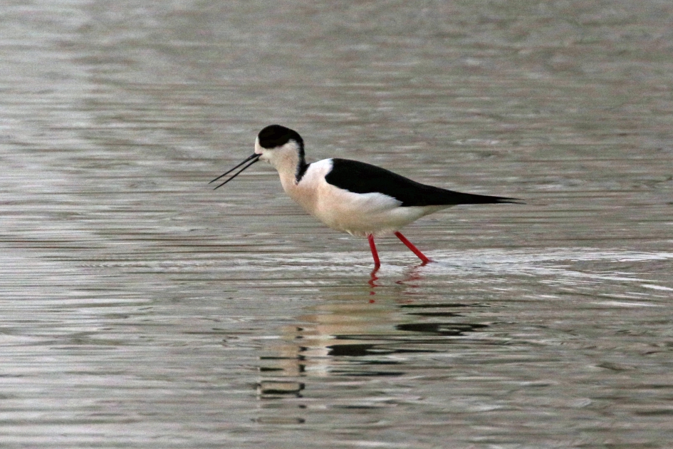 Steltkluut - Vogels - 