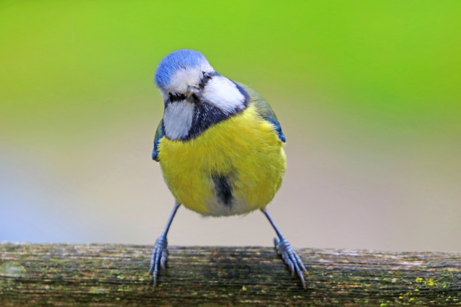 Stoere Pimpelmees - Vogels - 