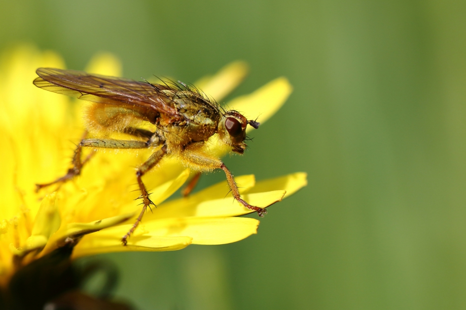 strontvlieg - Geleedpotigen - strontvlieg