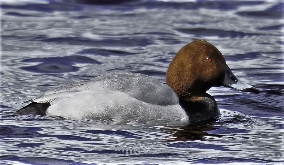 Tafeleend - Vogels - Tafeleend
