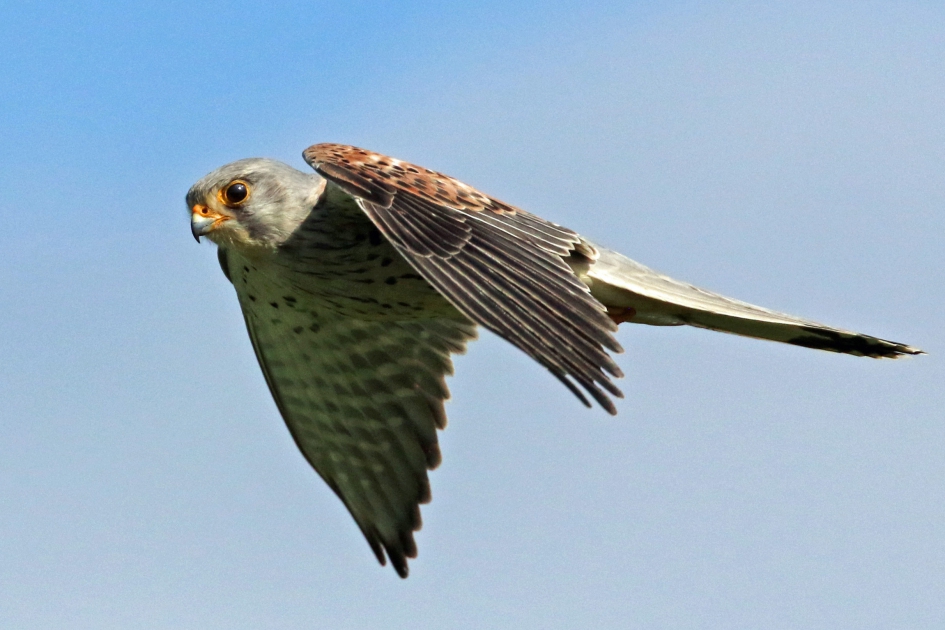 Torenvalk biddend - Vogels - 