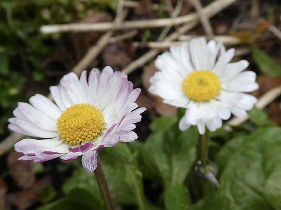 Tuinmadeliefjes - Planten - 