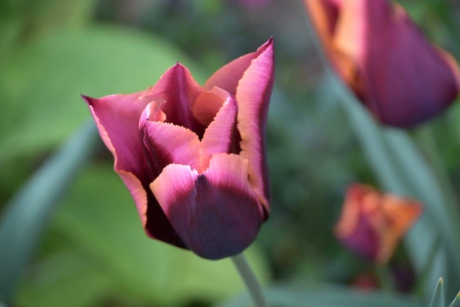 Tulp