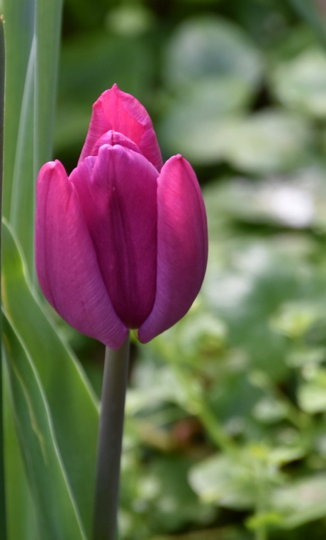 Tulp