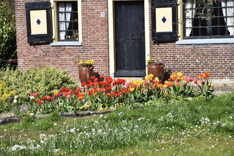 Tulpen in bloei - Planten - 