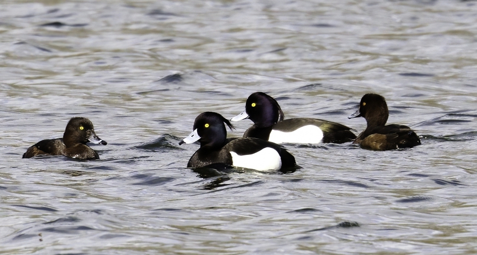 twee stelletjes - Vogels - Kuifeend
