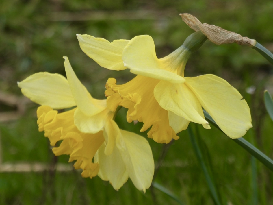 Tweeling - Planten - 