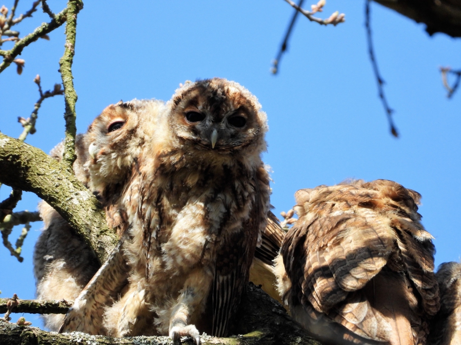 Uilskuikens - Vogels - uiltjes