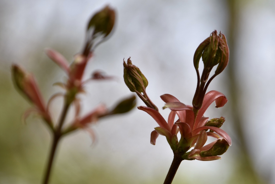 Uitlopende boom - Planten - 