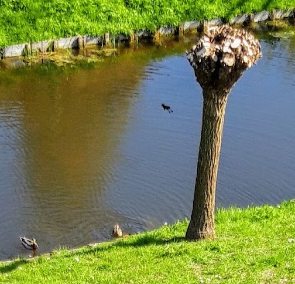 Uitvliegen - Vogels - wilde eend