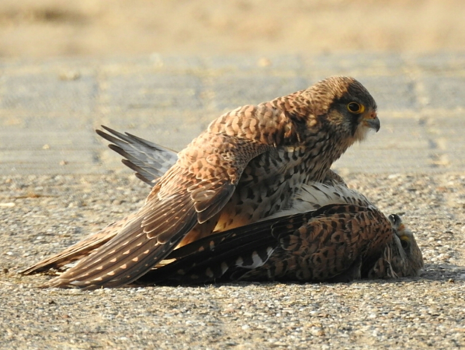 vechtende torenvalken - Vogels - torenvalken