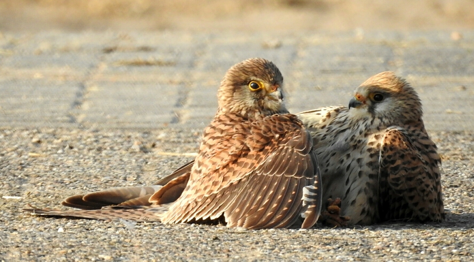 vechtende torenvalken - Vogels - torenvalken