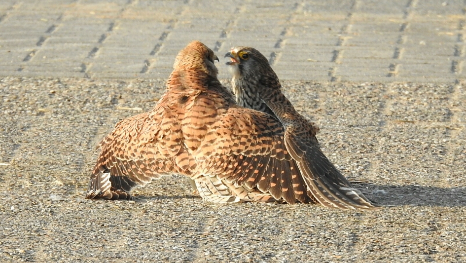 VECHTENDE TORENVALKEN - Vogels - TORENVALK